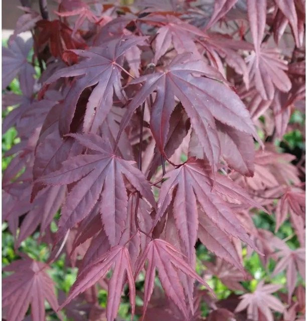 Fächerahorn Moonfire Acer palmatum roter Zierbaum von Die Nr-01.de, Höhe: 30-40 cm - Bild 1