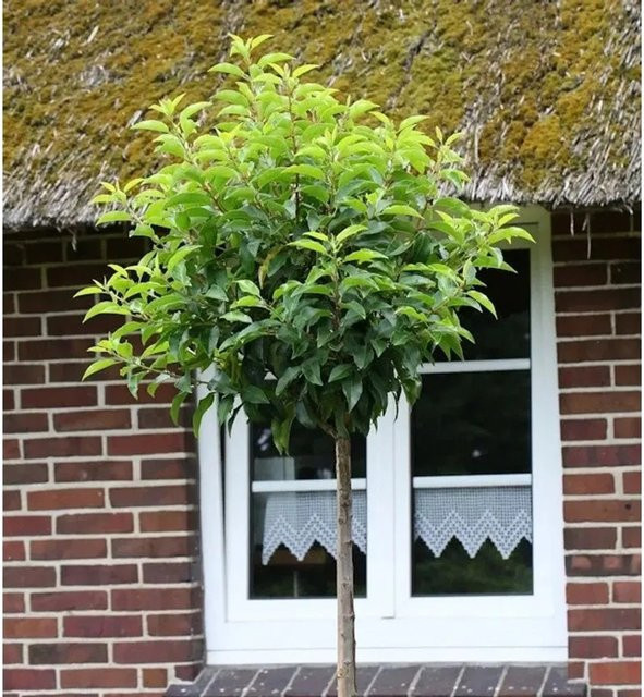 Hochstamm Portugiesische Lorbeerkirsche Angustifolia Prunus usitatinica, Höhe: 60-80 cm - Bild 1