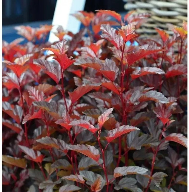 Blasenspiere Little Angel Physocarpus opulifolius Strauch in Rot, Orange und Gelb von Nr-01.de - Bild 1