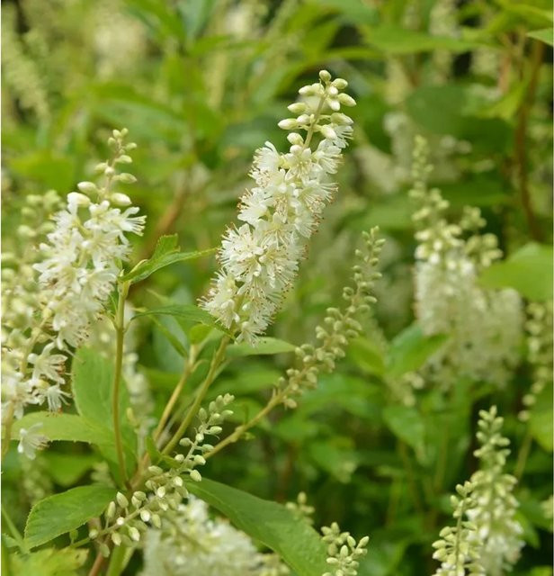 Silberkerzenstrauch Hummingbird Clethra alnifolia mit weißen Blüten, Höhe: 40-60 cm - Bild 1
