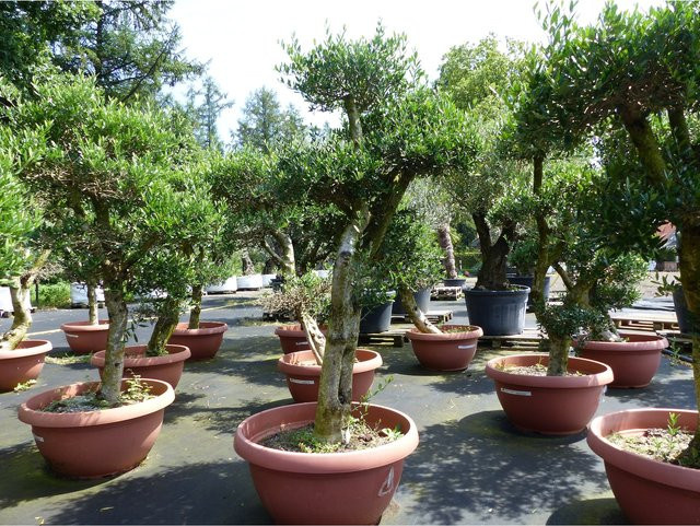 Winterharte Olive Pon Pon als Bonsai Formgehölz in 90L-Schale, Höhe: 160-190 cm - Bild 1