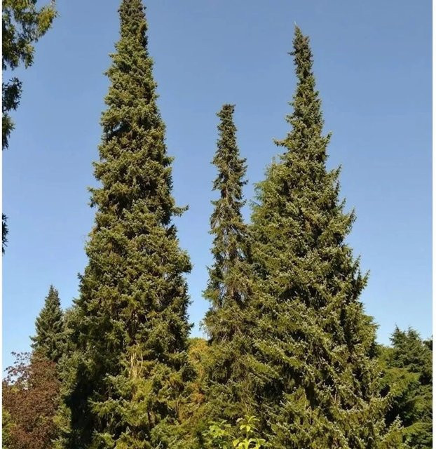 Serbische Fichte Picea omorika von Nr-01.de, grüne Konifere für den Garten, Höhe: 40-60 cm - Bild 1