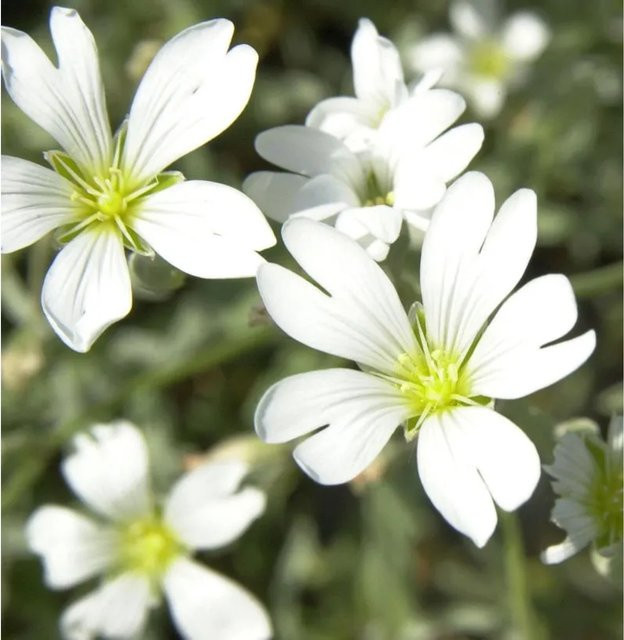 Silbrigblättriges Hornkraut Cerastium biebersteinii mit weißen Blüten zur Flächenbegrünung - Bild 1