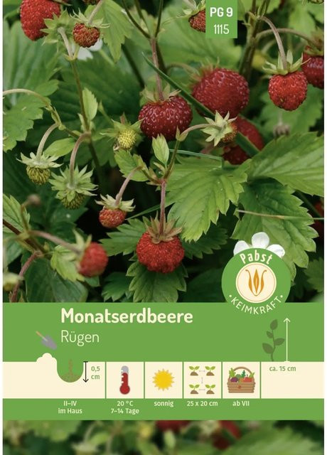 Pabst Keimkraft Monatserdbeere Rügen Saatgut - Bild 1