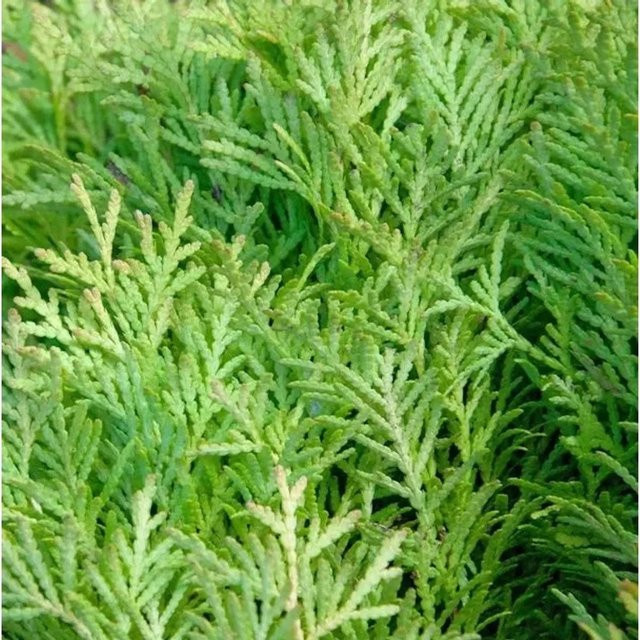 Nr-01.de Hochstamm Zwerglebensbaum Amber Glow Thuja occidentalis in Gelb und Grün, Höhe: 60-80 cm - Bild 1