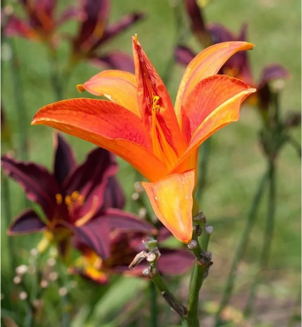 Taglilie Bruno Müller Hemerocallis cultorum als mehrjährige Staudenpflanze für Beet und Garten - Bild 1