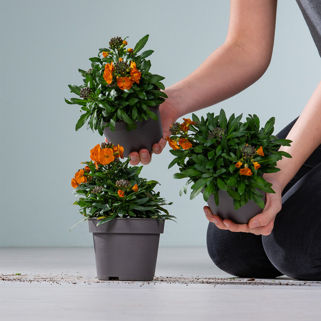 Erysimum cheiri Pflanze von BLUME2000 für Balkon, Gartenbeete und Kübel, 3 Stück - Bild 1