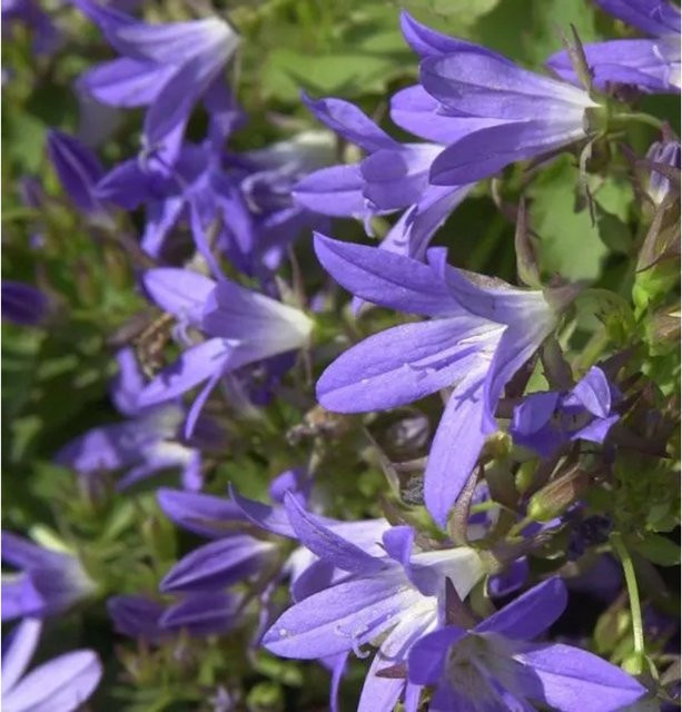 Campanula poscharskyana Glockenblume Stella in Lila von Nr-01.de - Bild 1