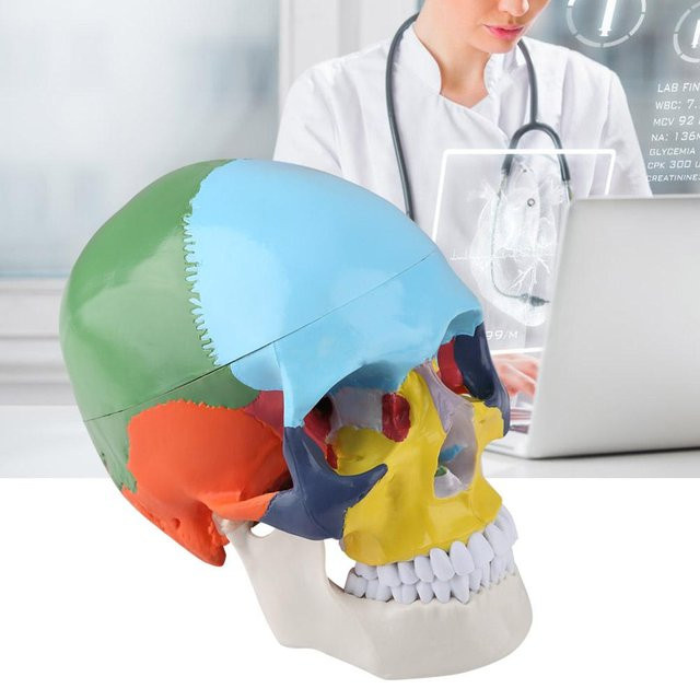 Painter Anatomisches Modell eines menschlichen Schädels, medizinisches Lehrinstrument - Bild 1