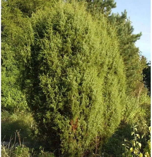Gemeiner Wacholder Juniperus communis grüner Strauch für den Garten, Höhe: 150 cm - Bild 1