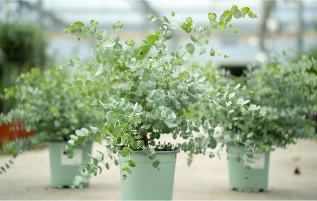 2er Set Eucalyptus Gunni Busch Eukalyptusbaum, winterhart, grün, Höhe: 35-50 cm - Bild 1