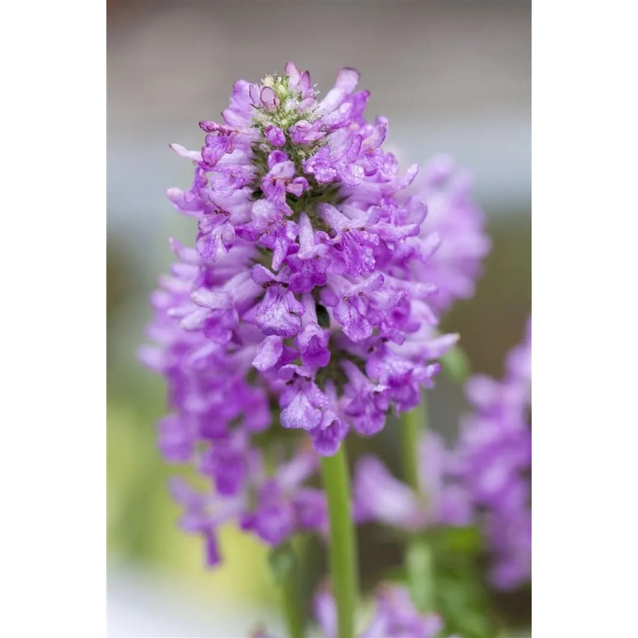 Stachys Monnieri Hummelo Ziest als mehrjährige Gartenpflanze in lila und grün, Topfgröße 9x9 cm - Bild 2