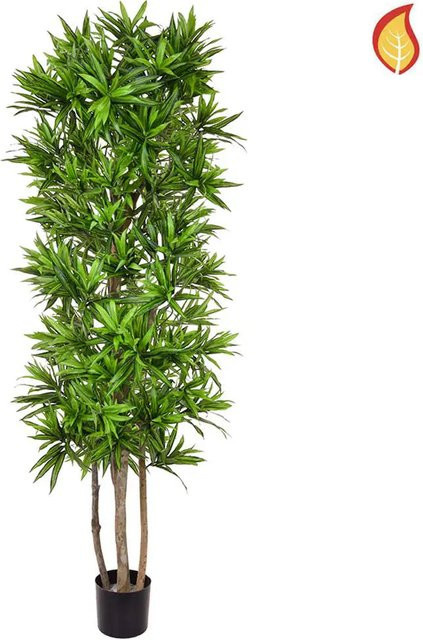 Künstliche Dracaena Ansgar von Aplanta, Höhe: 180 cm - Bild 1