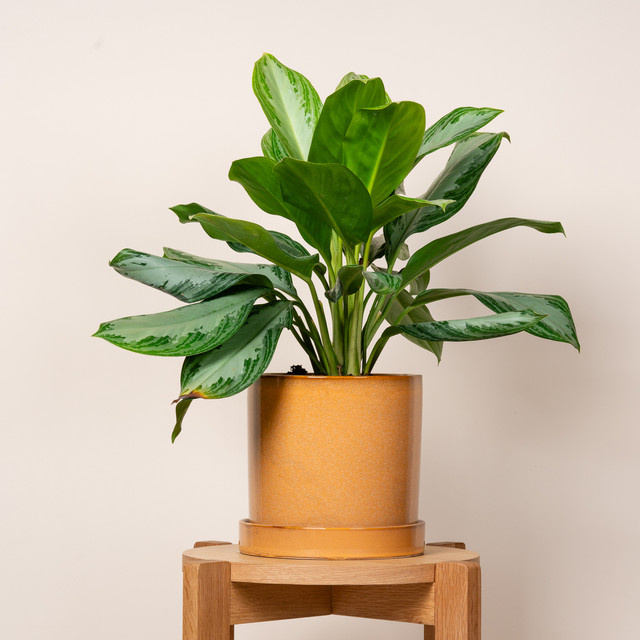 Moderner Keramik-Blumentopf mit Untersetzer von BLUME2000 in Ocker und Braun, Höhe: 20 cm - Bild 1