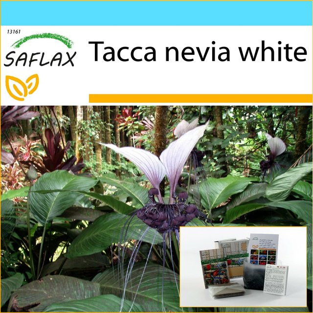 SAFLAX Geschenkset Giant Bat Flower White Tacca nevia white mit 10 Samen, Blumenerde, Karte und Etikett - Bild 1