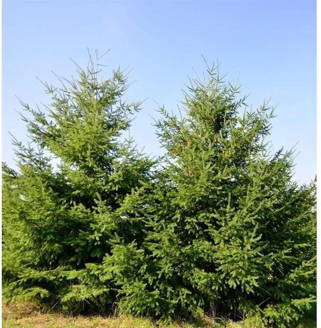Douglasfichte Pseudotsuga menziesii für den Garten, grün/blaugrün, Höhe: 100-125 cm - Bild 1