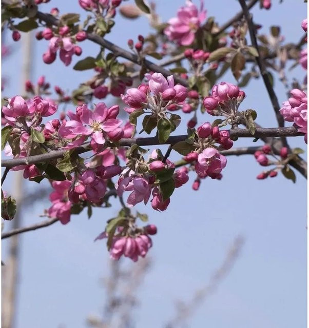 Hochstamm Zierapfel Dark Rosaleen Malus Hybride, Farbe: Pink/Rot, Höhe: 80-100 cm - Bild 1