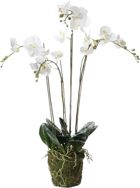 Künstliche Orchidee Marie von Aplanta, Höhe: 90 cm - Bild 1
