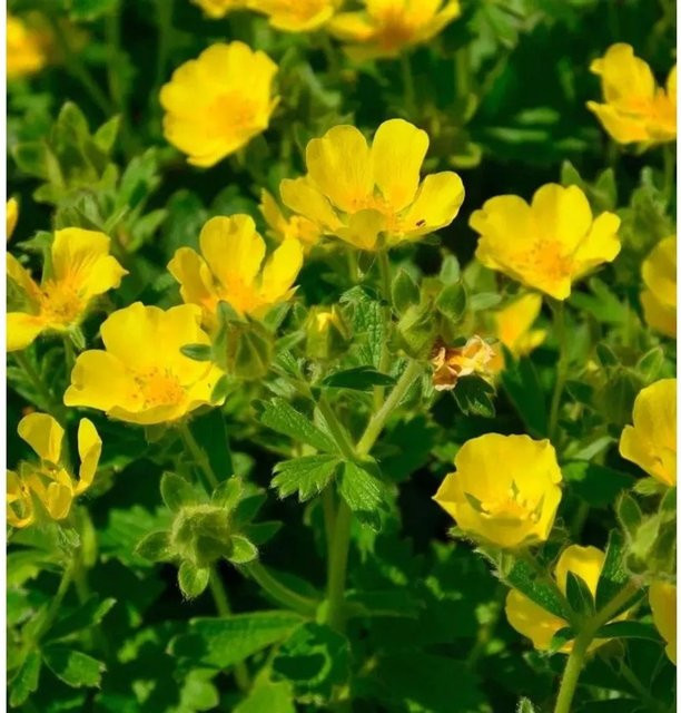 Großblütiges Fingerkraut Potentilla megalantha gelbe Staude von Nr-01.de - Bild 1