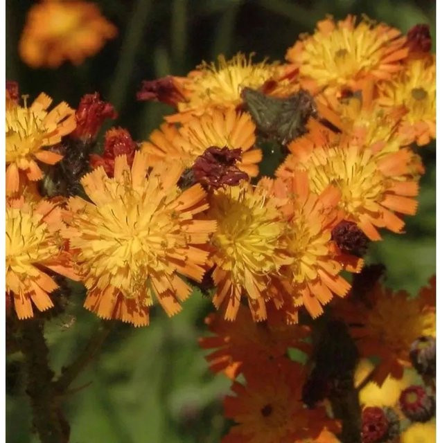 Orangerotes Habichtskraut Hieracium aurantiacum als mehrjährige Staude und Bodendecker von Nr-01.de - Bild 1