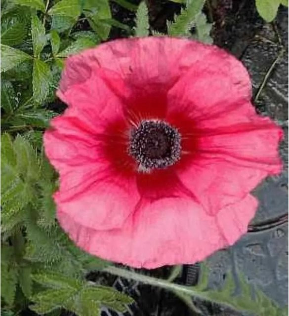 Nr-01.de Türkischer Mohn Burning Heart Papaver orientale als mehrjährige Gartenpflanze - Bild 1