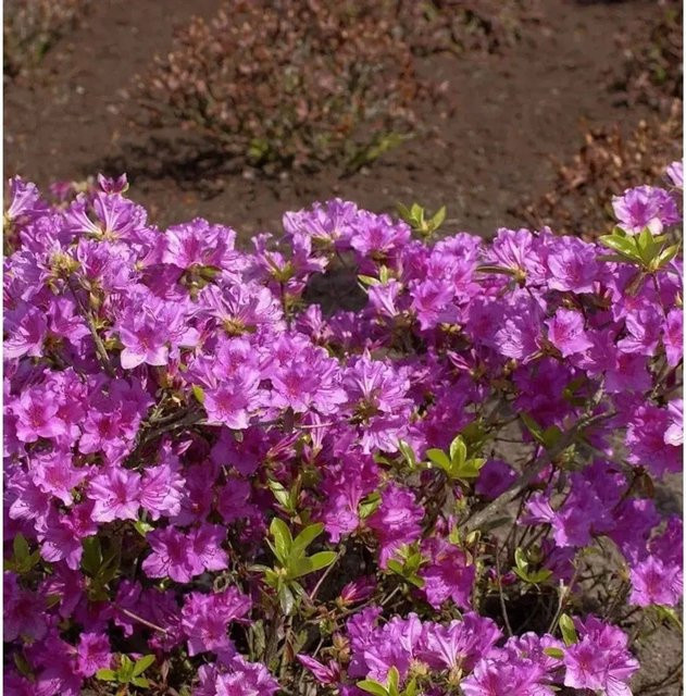 Japanische Azalee Blaue Donau Rhododendron obtusum Zwerg Alpenrose in Blau, Topfpflanze 15-20 cm - Bild 1
