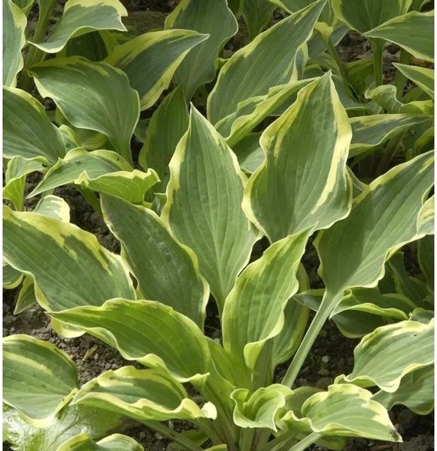 Funkie Autumn Queen Josephine Hosta cultorum als Solitärpflanze im großen Topf, grün - Bild 1