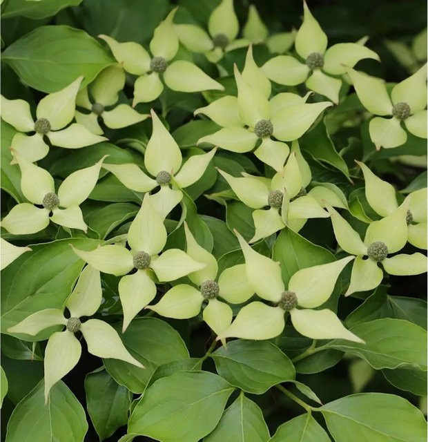 Chinesischer Blumenhartriegel Cornus kousa von Die Nr-01.de, Zierstrauch für den Garten, Höhe: 80-100 cm - Bild 1