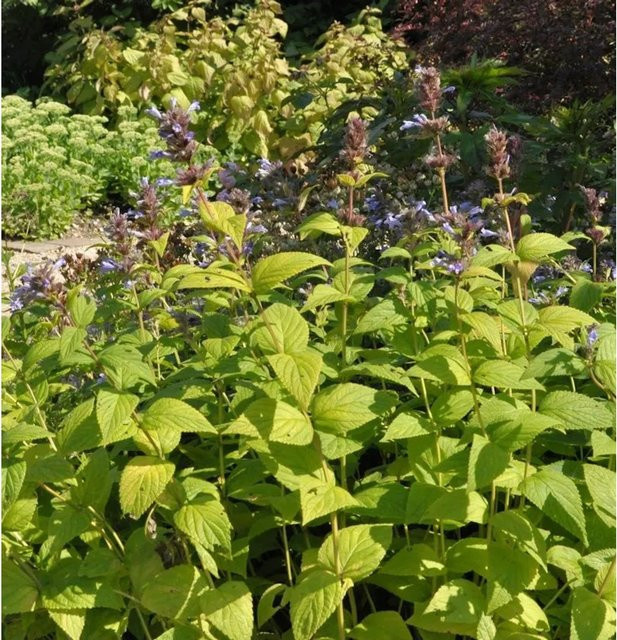 Himalaya Katzenminze Sweet Dreams Nepeta subsessilis als mehrjährige Pflanze für den Garten - Bild 1