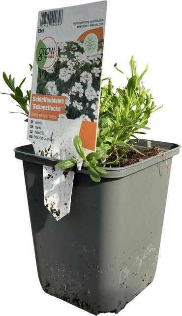 GROW by OBI Iberis Garten-Schleifenblume Weiß in Topf mit Ø 9 cm - Bild 1