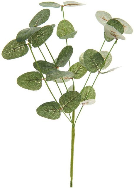 Rico Design Eukalyptuszweig in Grasgrün, Höhe: 26 cm - Bild 1