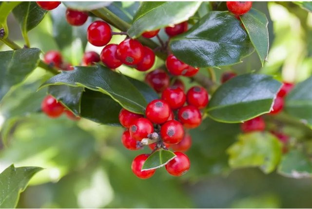 Ilex aquifolium Alaska Stechpalme von Pflanzen für dich, Höhe: 40-60 cm - Bild 1