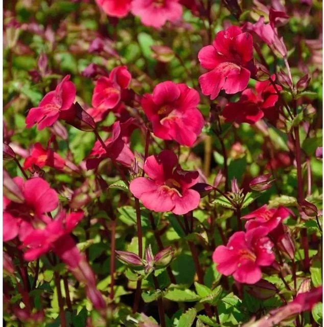 Gauklerblume Roter Kaiser Mimulus cupreus rote Wasserpflanze für Teich und Garten - Bild 1