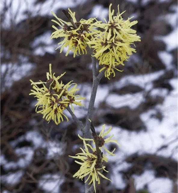 Hamamelis intermedia Zaubernuss Angelly Großstrauch für den Garten, Höhe: 30-40 cm - Bild 1