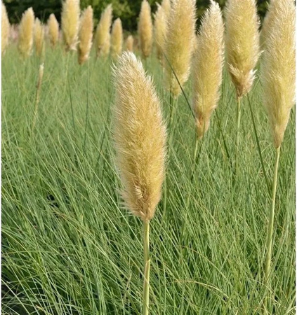 Pampasgras Tiny Pampa Cortaderia selloana in Topf, Farbe: Beige/Weiß