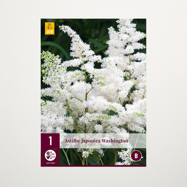 Astilbe Washington Knolle von BLUME2000 - Bild 1