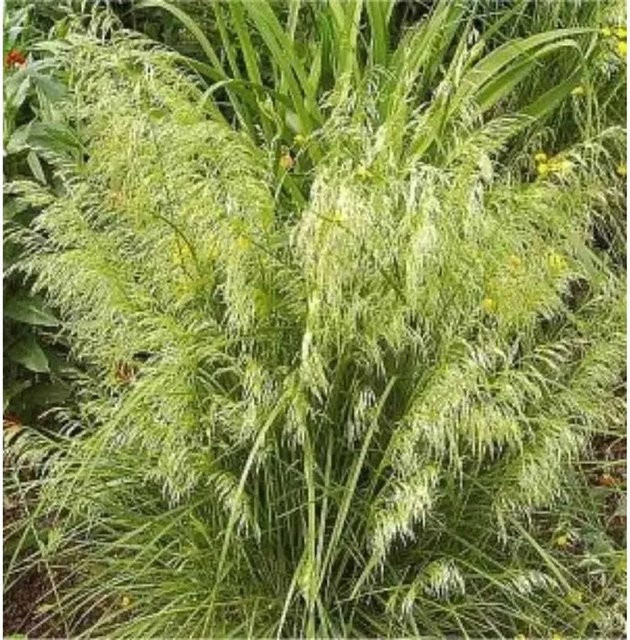 Waldschmiele Deschampsia Goldschleier als mehrjährige Pflanze in Gold und Grün - Bild 1