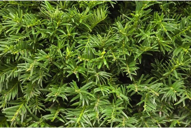 Taxus baccata Osterberg Eibe für Garten, Hecke und Beet, Höhe: 25-30 cm - Bild 1
