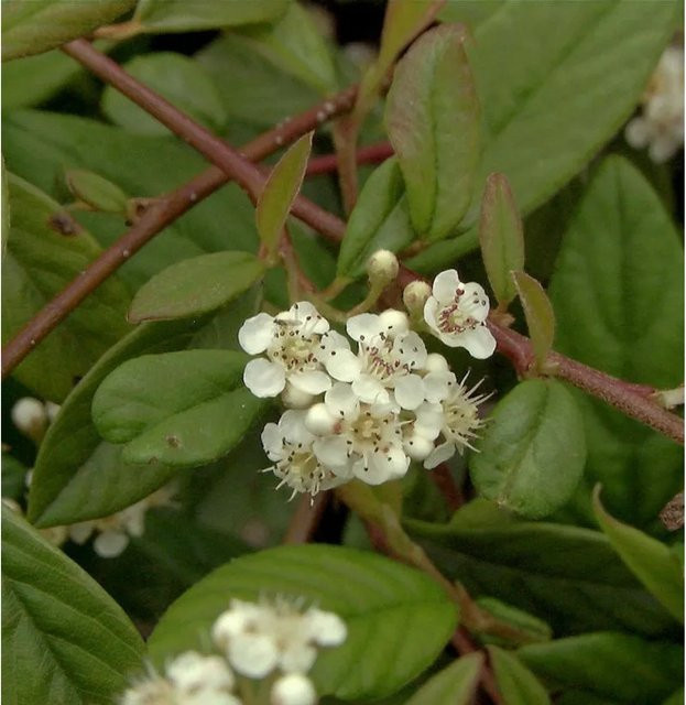 Cotoneaster salicifolius Kriechmispel Herbstfeuer Bodendecker, Höhe: 20-30 cm - Bild 1