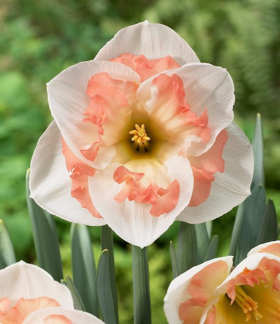 Narzisse Pink Wonder Blumenzwiebel - Bild 1
