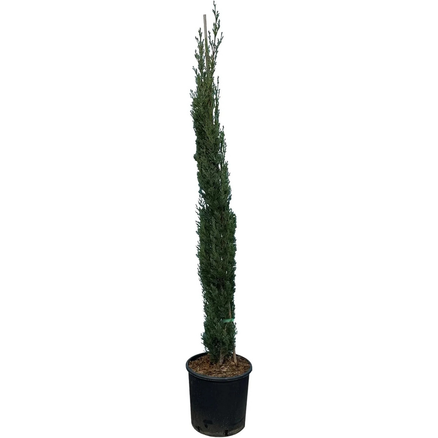 Sunny-Tree Italienische Zypresse Cupressus Sempervirens Totem, immergrün und winterhart bis -18 Grad, Höhe: 160 cm - Bild 2