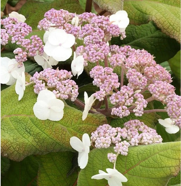 Fellhortensie Taiwan Hydrangea aspera in Pink, Zierstrauch für den Garten - Bild 1