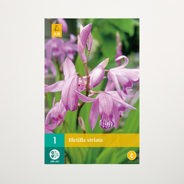 Bletilla Striata Knolle für Freiland, Kübel oder Topf von BLUME2000 - Bild 1