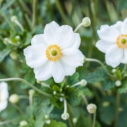 Weiße Herbst-Anemone als Dekoration - Bild 1
