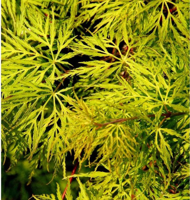 Schlitzfächerahorn Emerald Lace Acer palmatum grün Nr-01.de Höhe: 100-125 cm - Bild 1