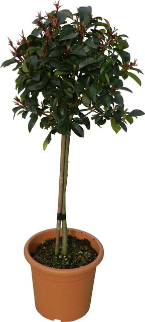 GROW by OBI Glanzmispel Red Robin Photinia, Höhe: 65 cm - Bild 1