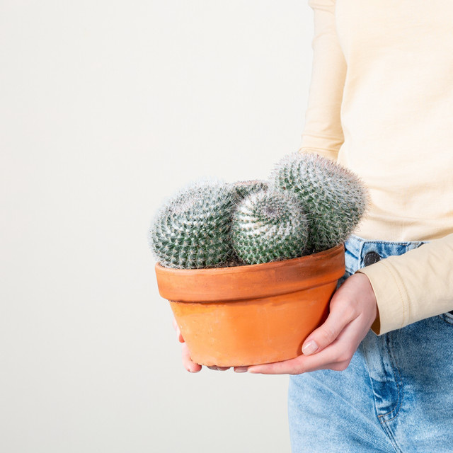 Mammillaria hahniana Warzen-Kaktus von BLUME2000 in Grün und Pink im Tontopf - Bild 1