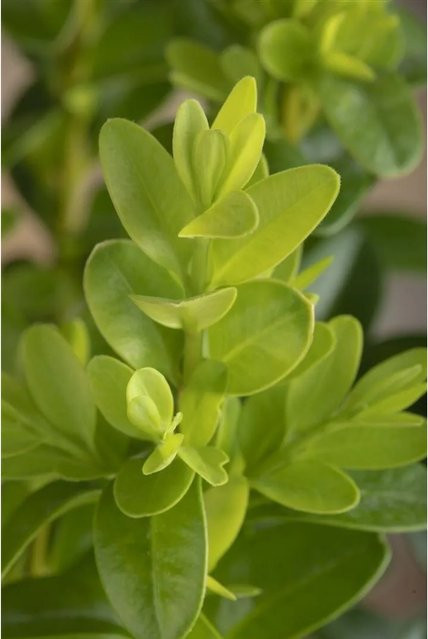 Buxus microphylla Faulkner Grünschnitt-Heckenpflanze, 40-50 cm Höhe - Bild 1