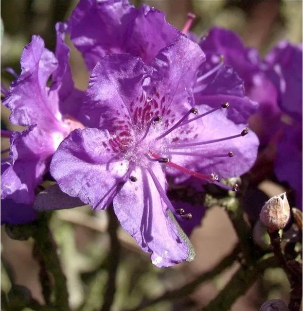 Rhododendron calostrotum Rhododendron Rocks Form 15-20cm von Nr-01.de - Bild 1