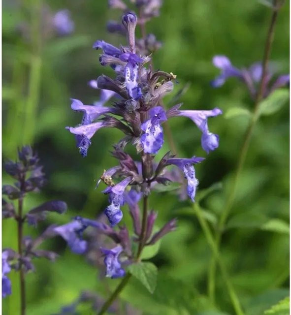 Sumpf-Ziest Stachys palustris als mehrjährige Pflanze für flache Wasserzonen im Garten von Nr-01.de - Bild 1